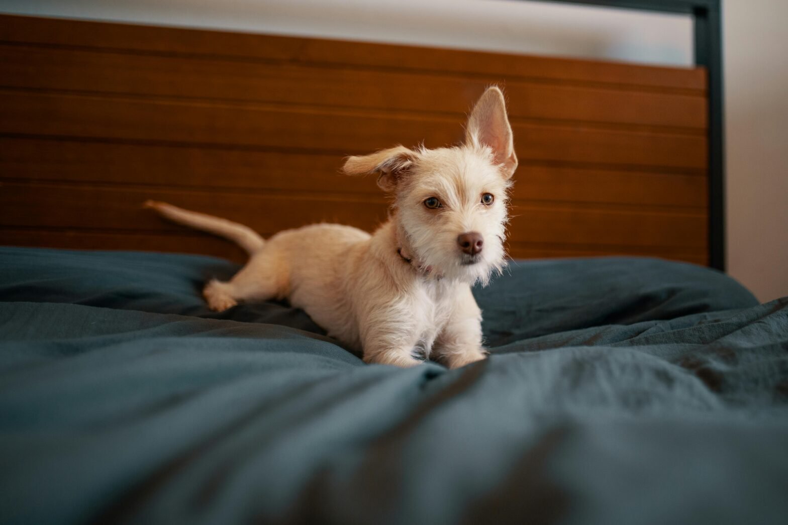 Spring Flea and Tick Prevention in Yaletown: Urban Pet Protection