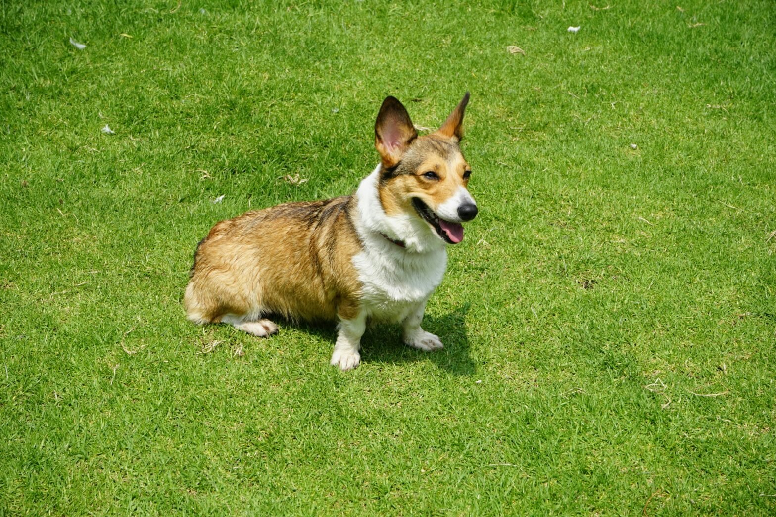 Your Puppy’s First Spring in Yaletown: Development and Care Guide
