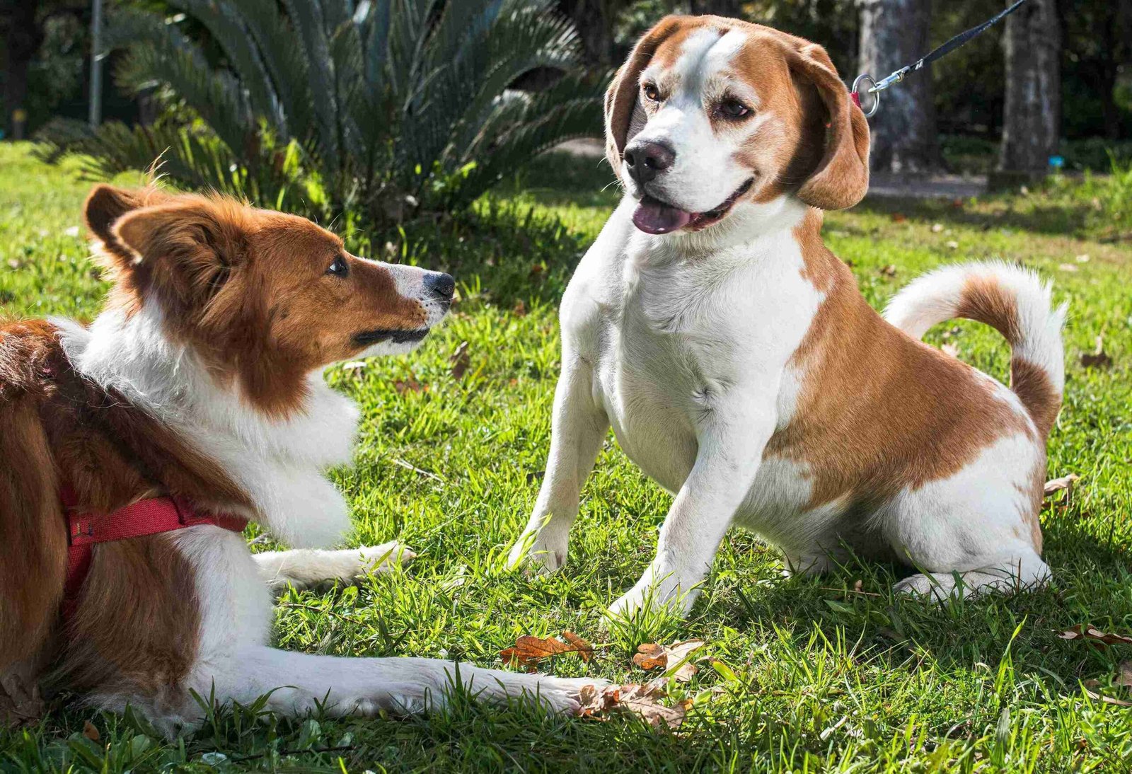 senior pet care Downtown Vancouver |