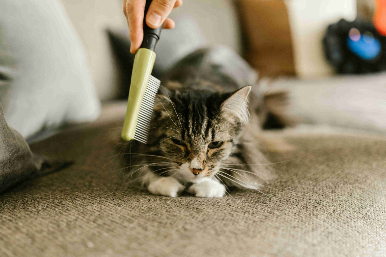 cat spay neuter Downtown Vancouver