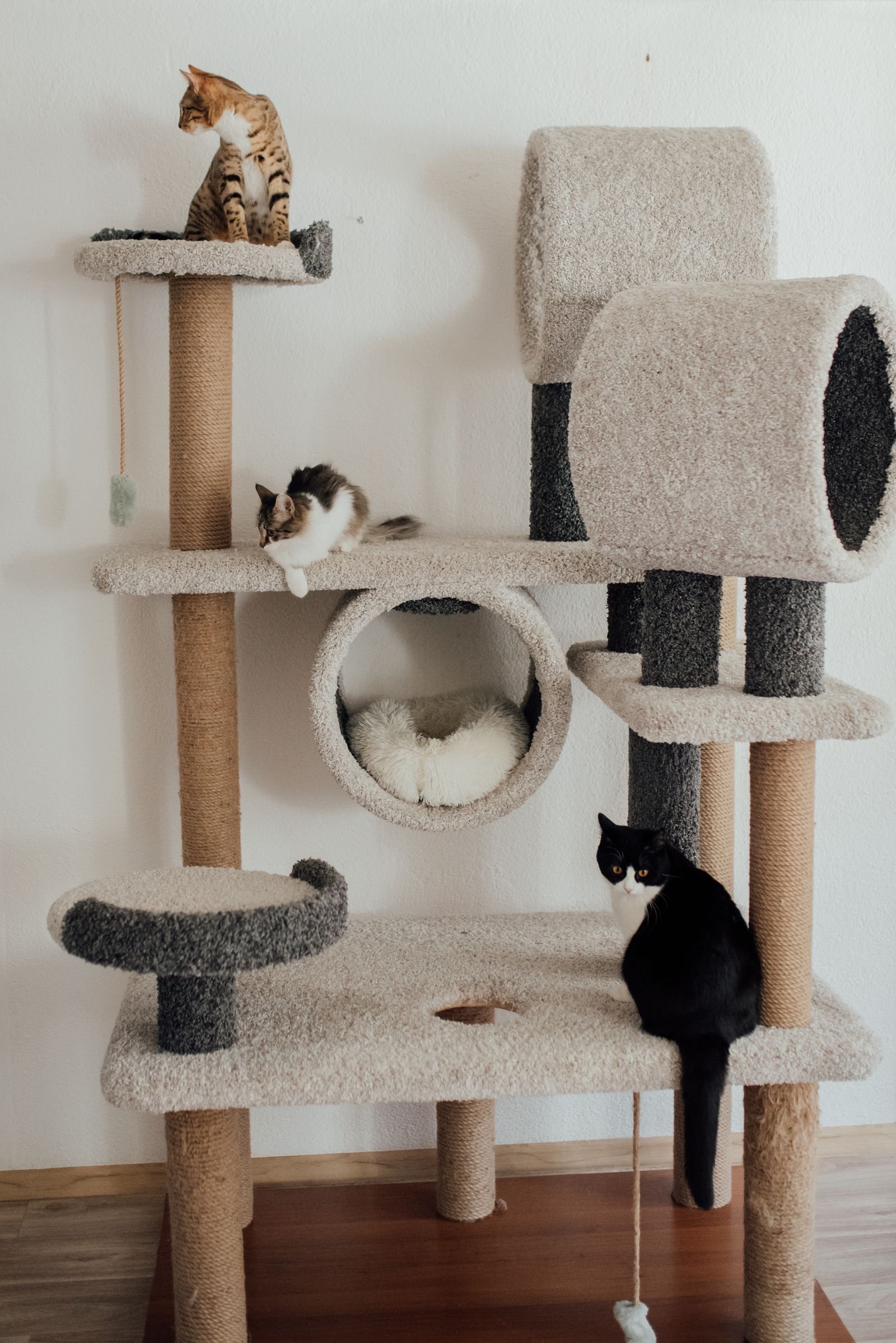 Keeping Indoor Cats Happy: Enrichment for Condo Living in Yaletown