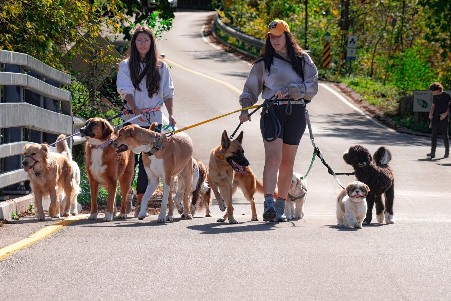 Two women walking several dogs on a sunny outdoor path, enjoying nature.