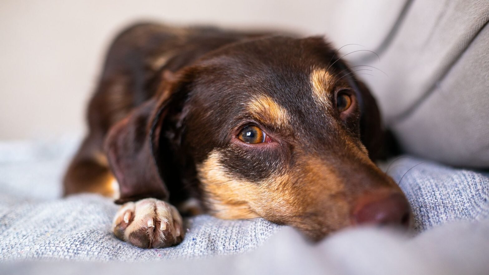 Cozy image of a relaxed dog lying on a couch indoors, showcasing peaceful pet life.