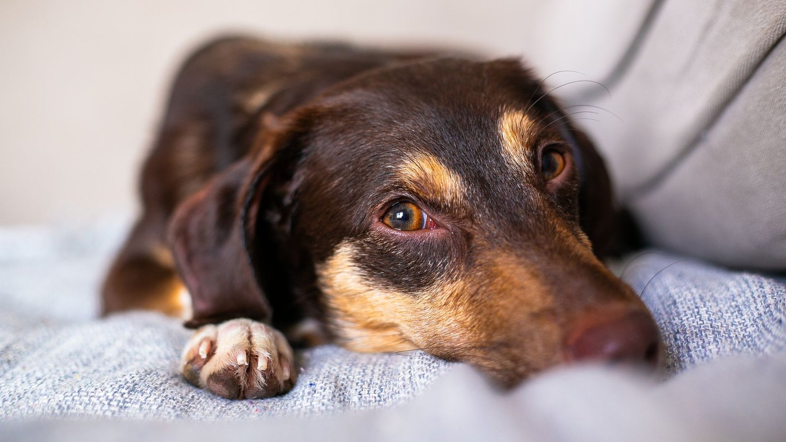 Cozy image of a relaxed dog lying on a couch indoors, showcasing peaceful pet life.